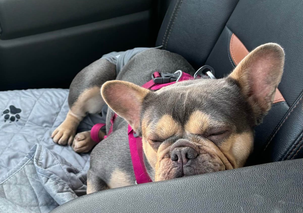 French Bulldog breeder image 9