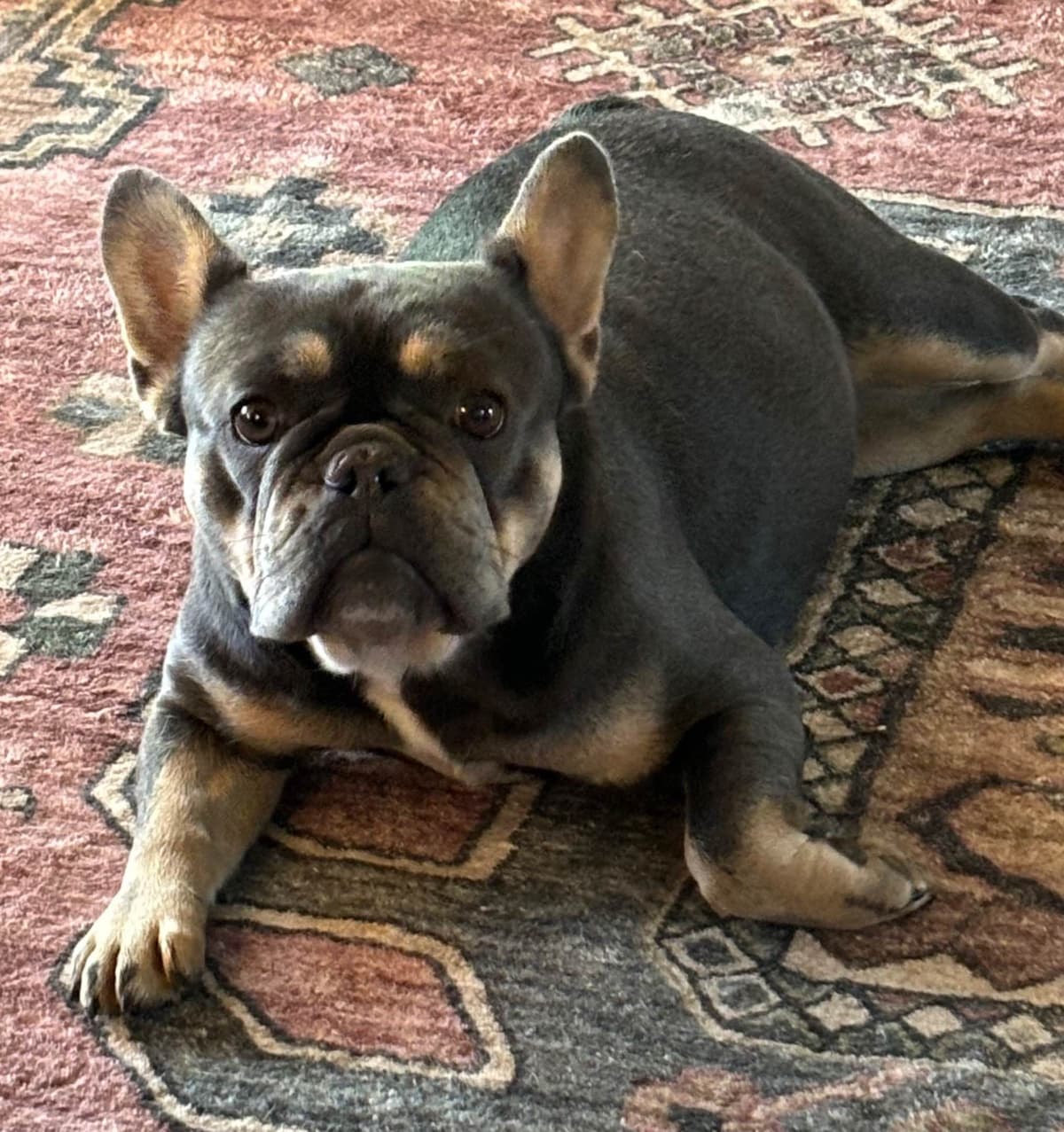 French Bulldog breeder image 11