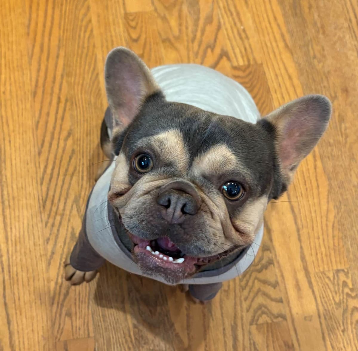 French Bulldog breeder image 13