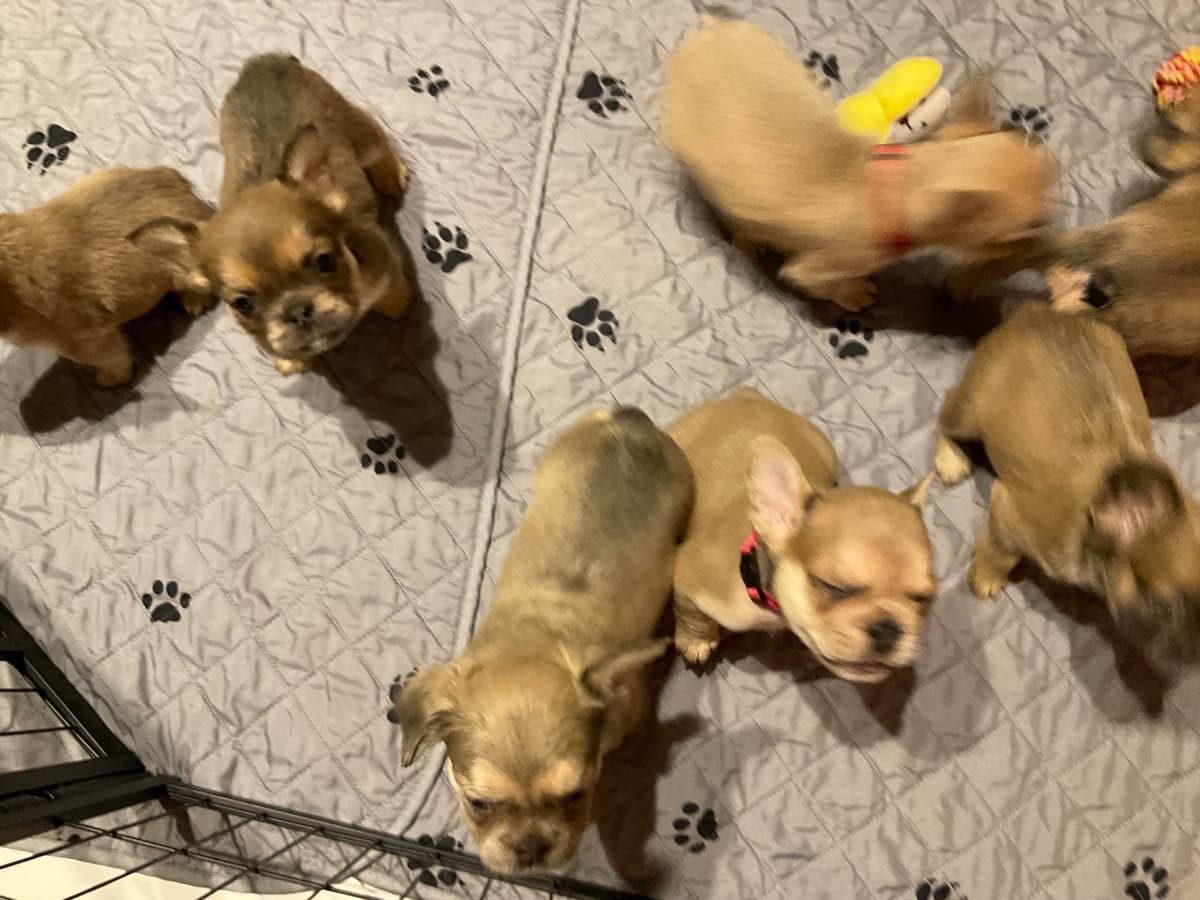 French Bulldog breeder image 16