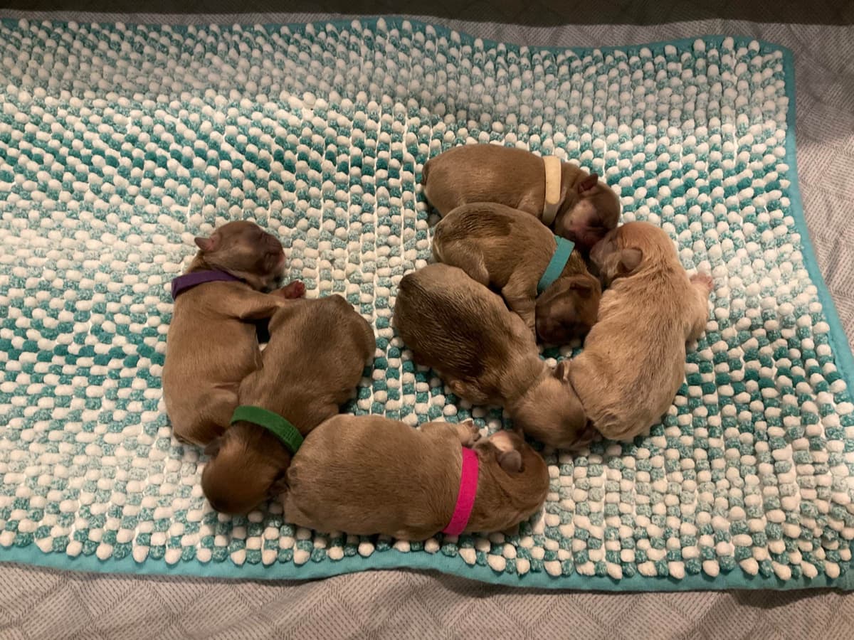 French Bulldog breeder image 14