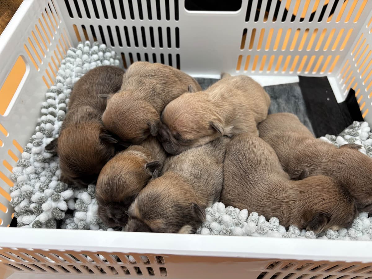 French Bulldog breeder image 15