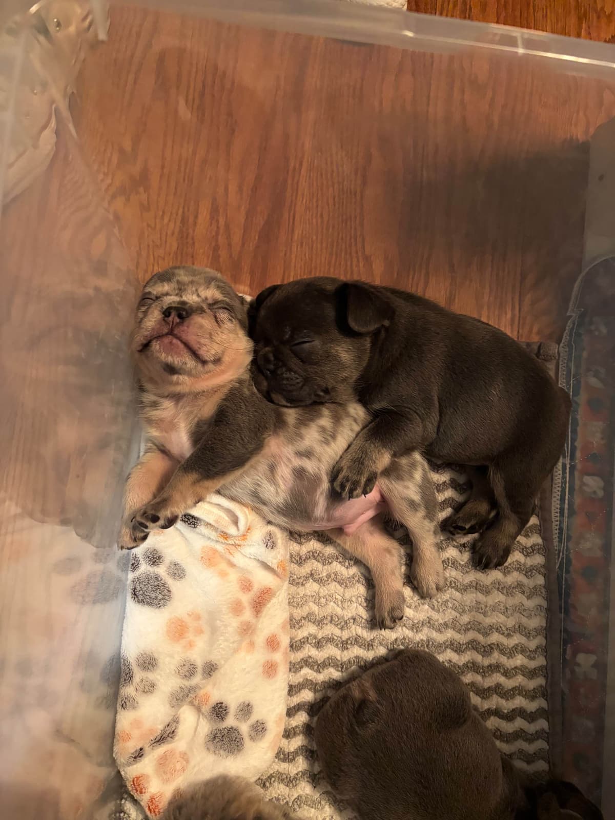 French Bulldog breeder image 17