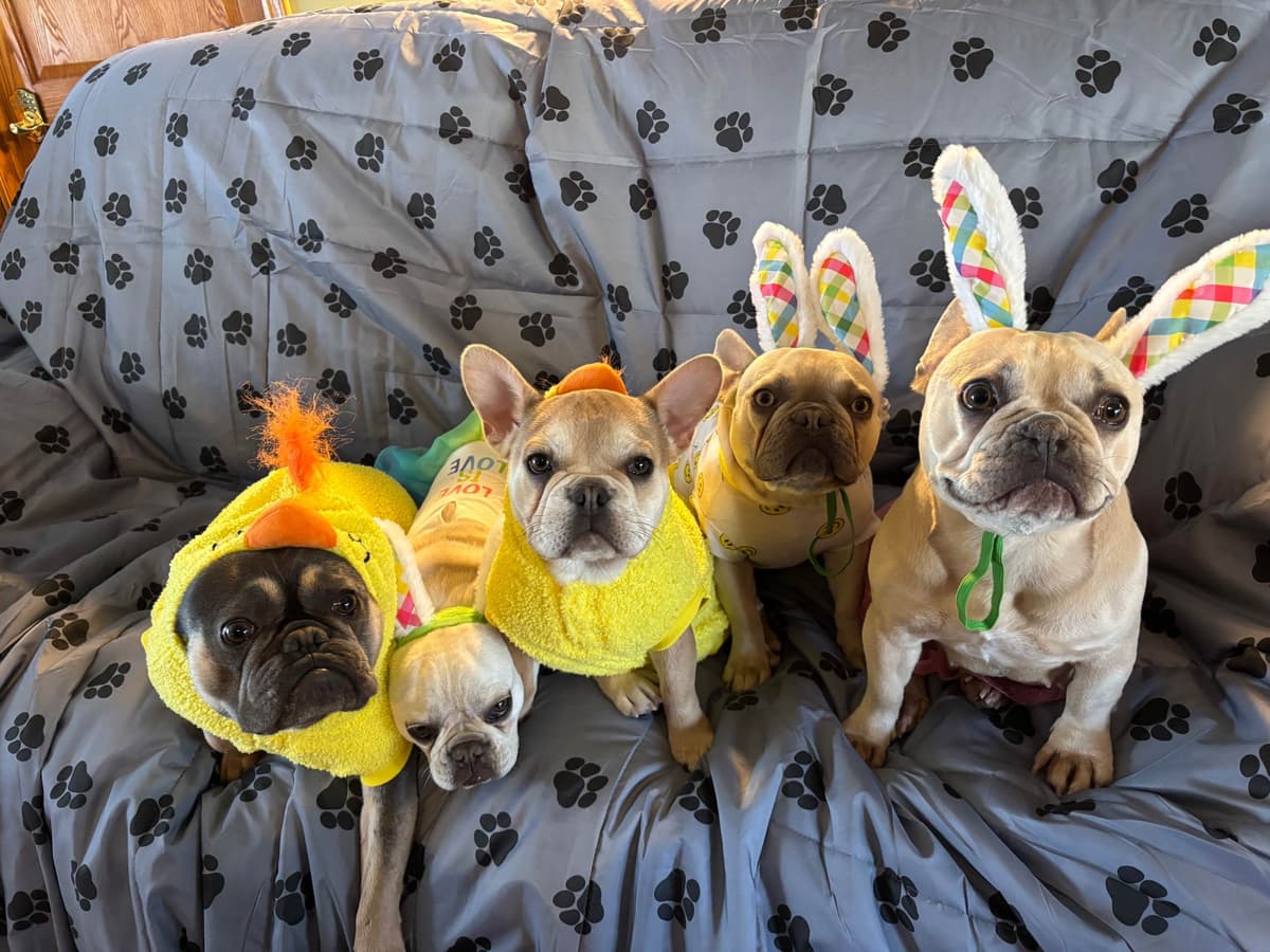 French Bulldog breeder image 12