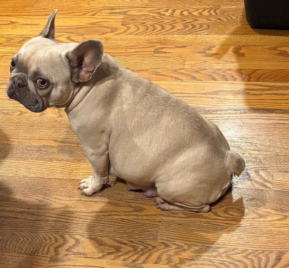 French Bulldog breeder image 19