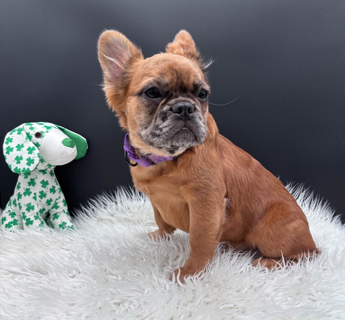 French Bulldog breeder image 1
