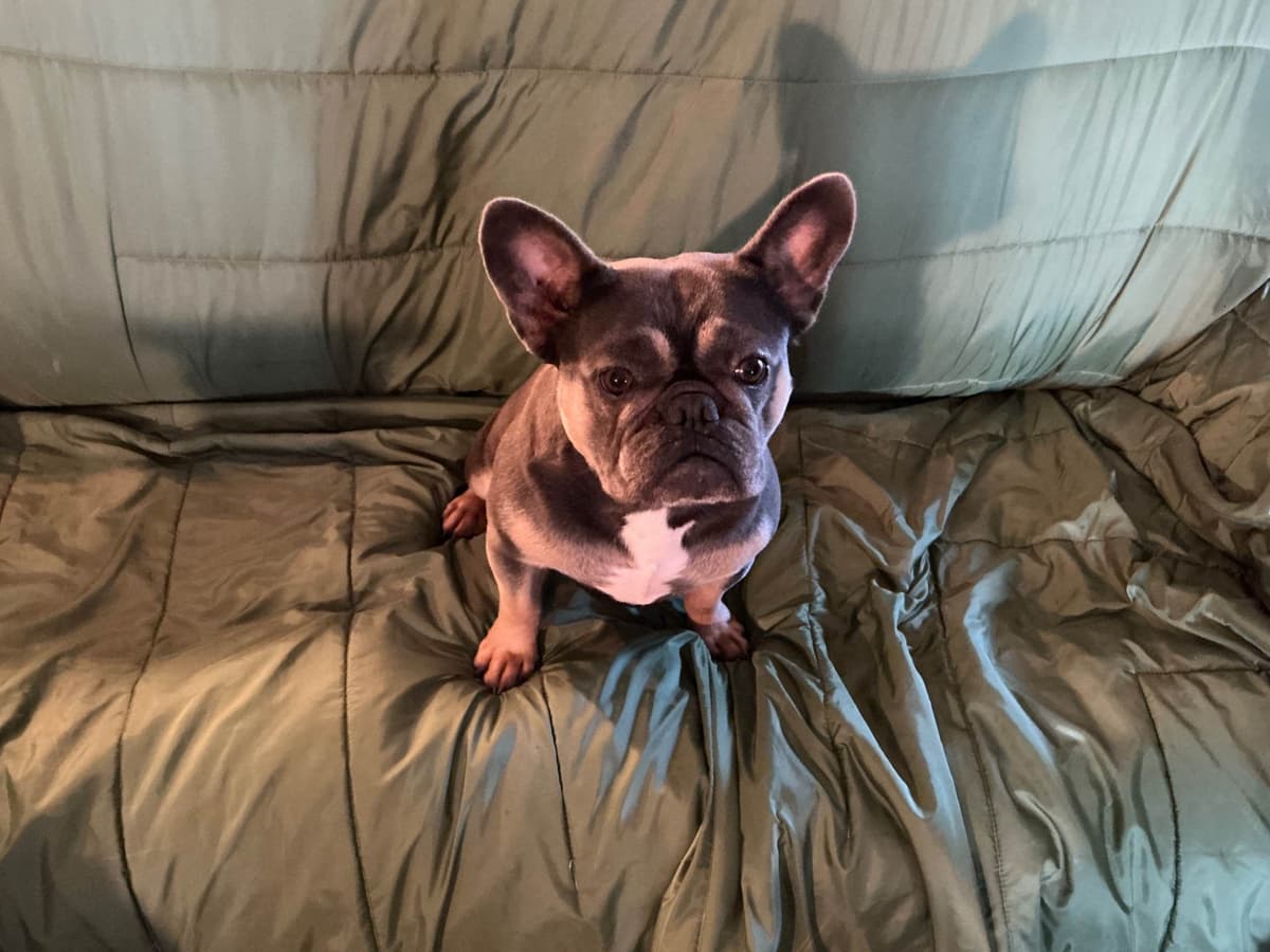 French Bulldog breeder image 18