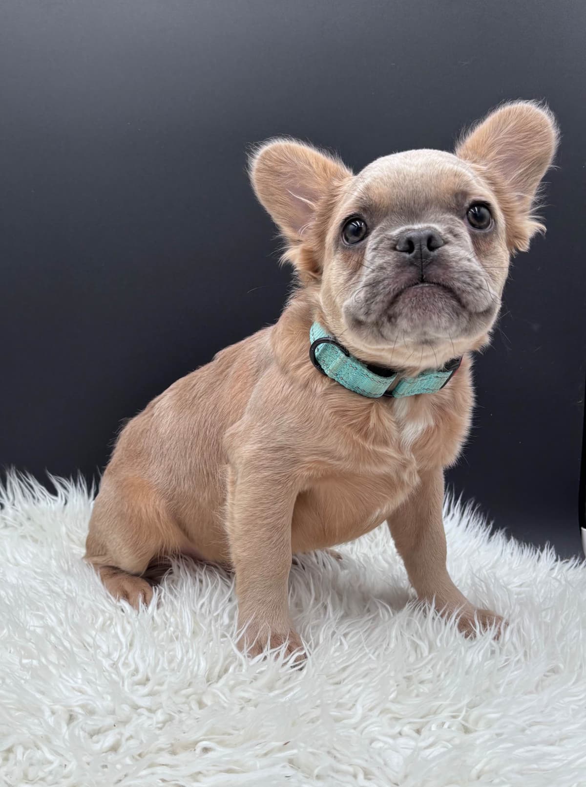 French Bulldog breeder image 21