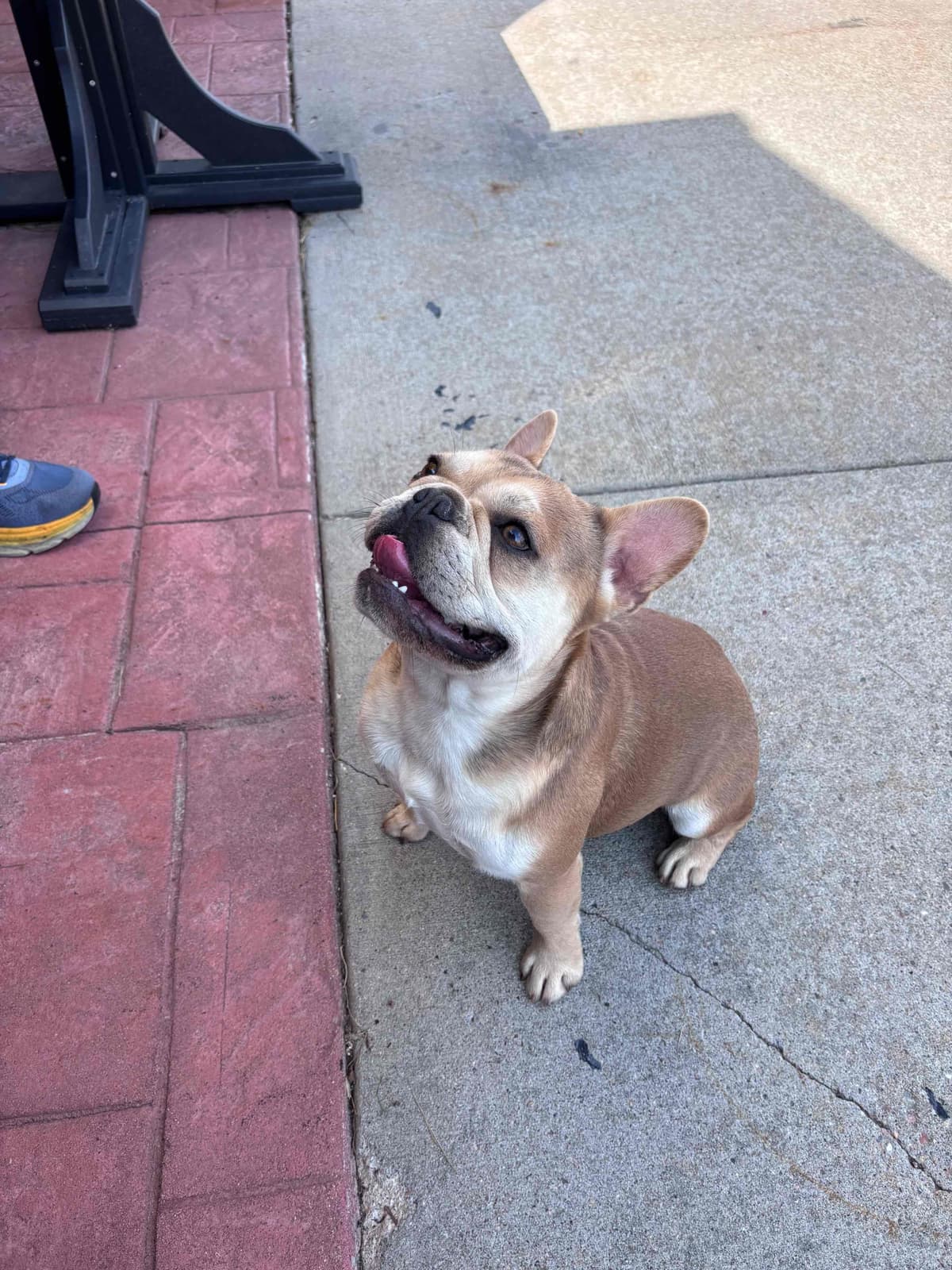 French Bulldog breeder image 8