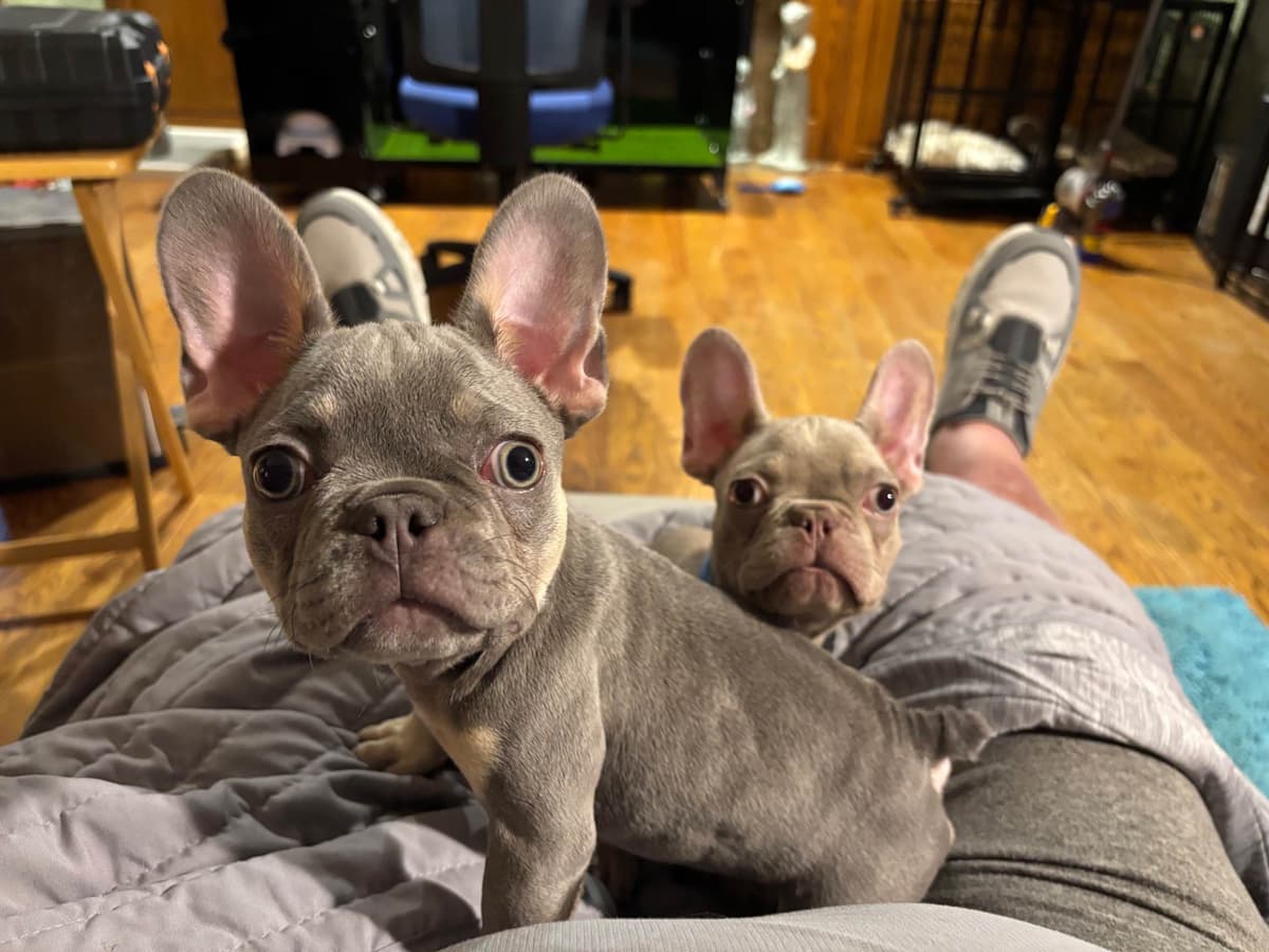 French Bulldog breeder image 7