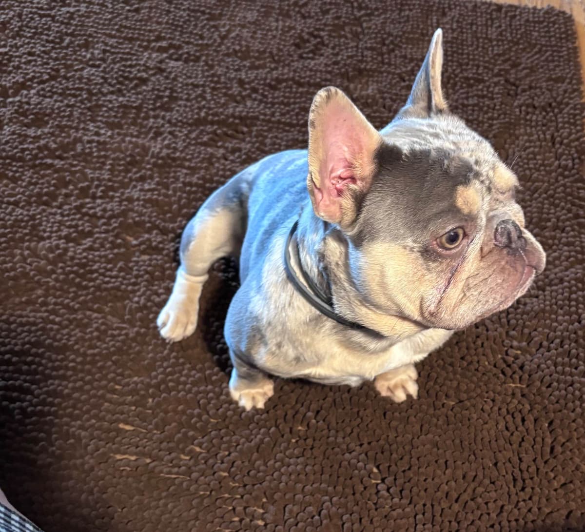 French Bulldog breeder image 3