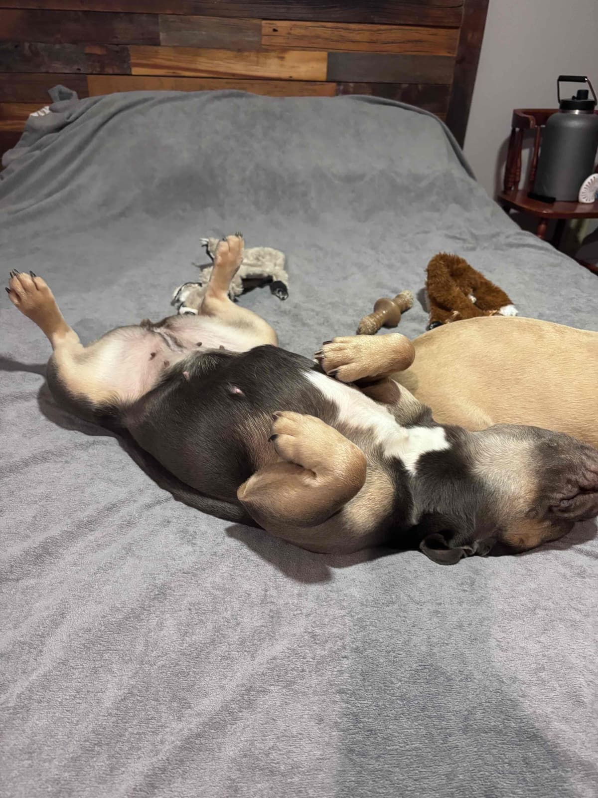 French Bulldog breeder image 20
