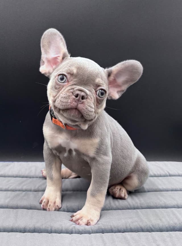 French Bulldog media 7