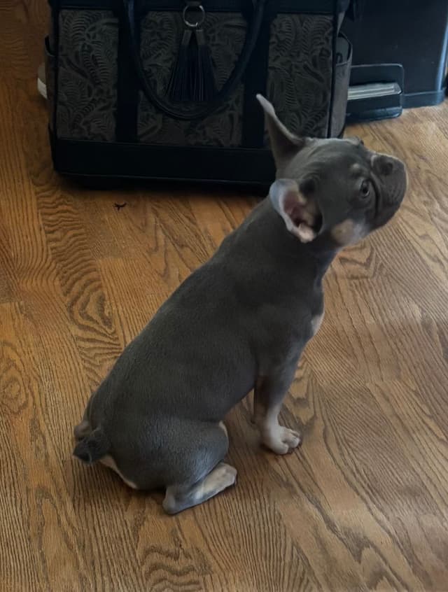 French Bulldog media 3