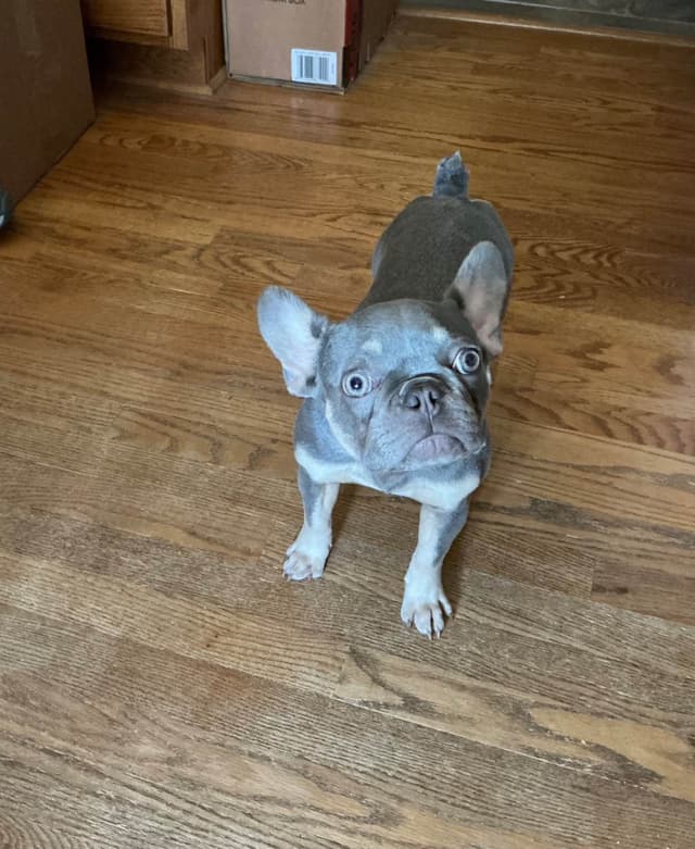 French Bulldog media 4