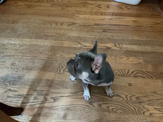 French Bulldog media 5