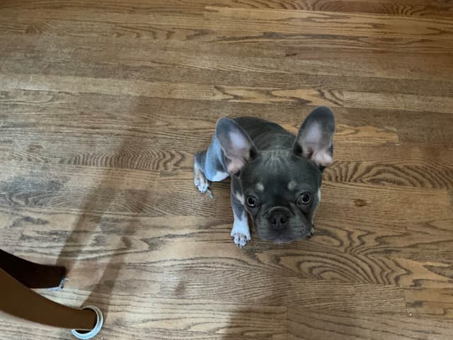 French Bulldog media 6