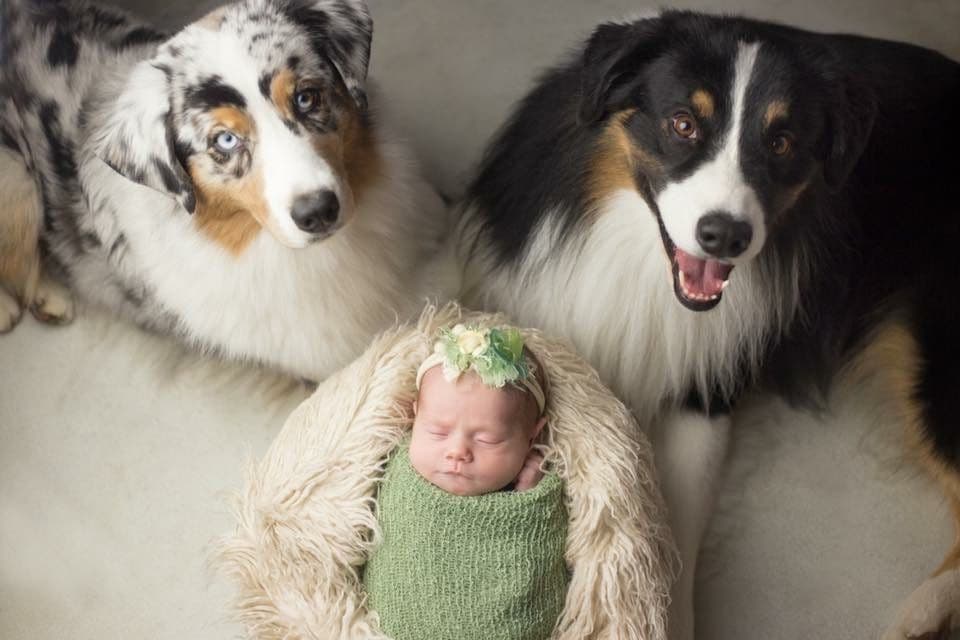 Australian Shepherd Puppies breeder image 1