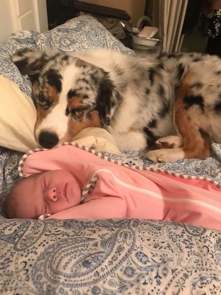 Australian Shepherd Puppies breeder image 2