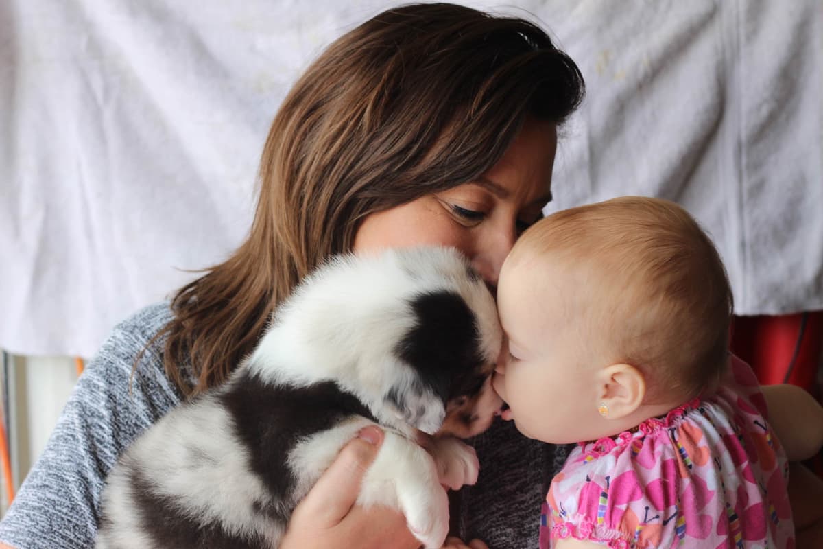 Australian Shepherd Puppies breeder image 4