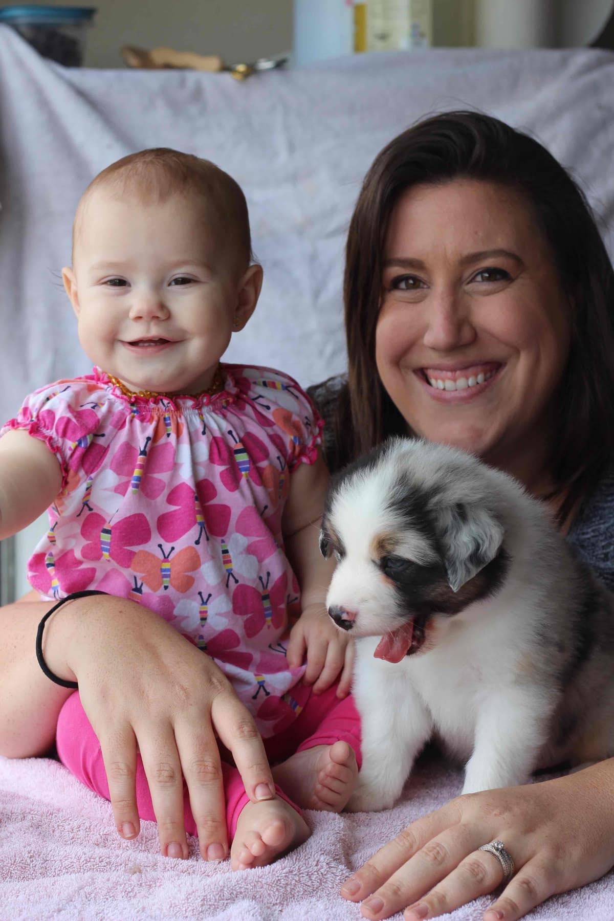 Australian Shepherd Puppies breeder image 5