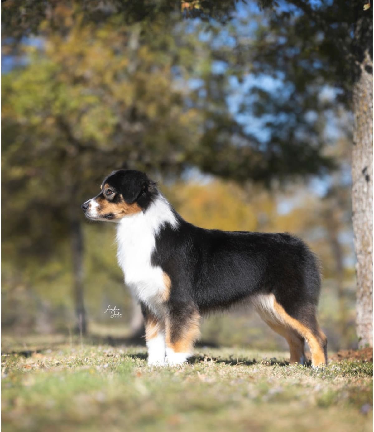 Australian Shepherd Puppies breeder image 6