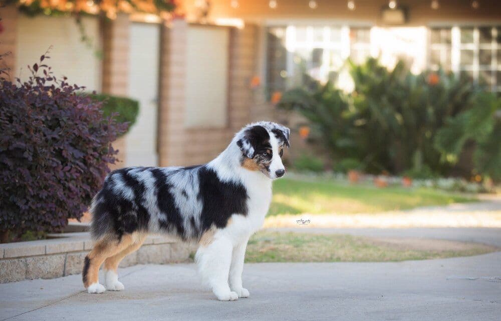 Australian Shepherd Puppies breeder image 7