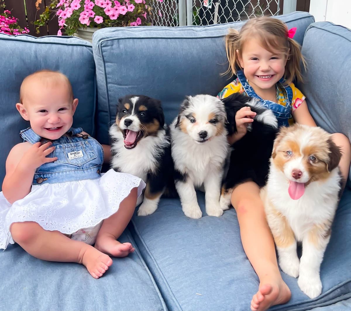 Australian Shepherd Puppies breeder image 8