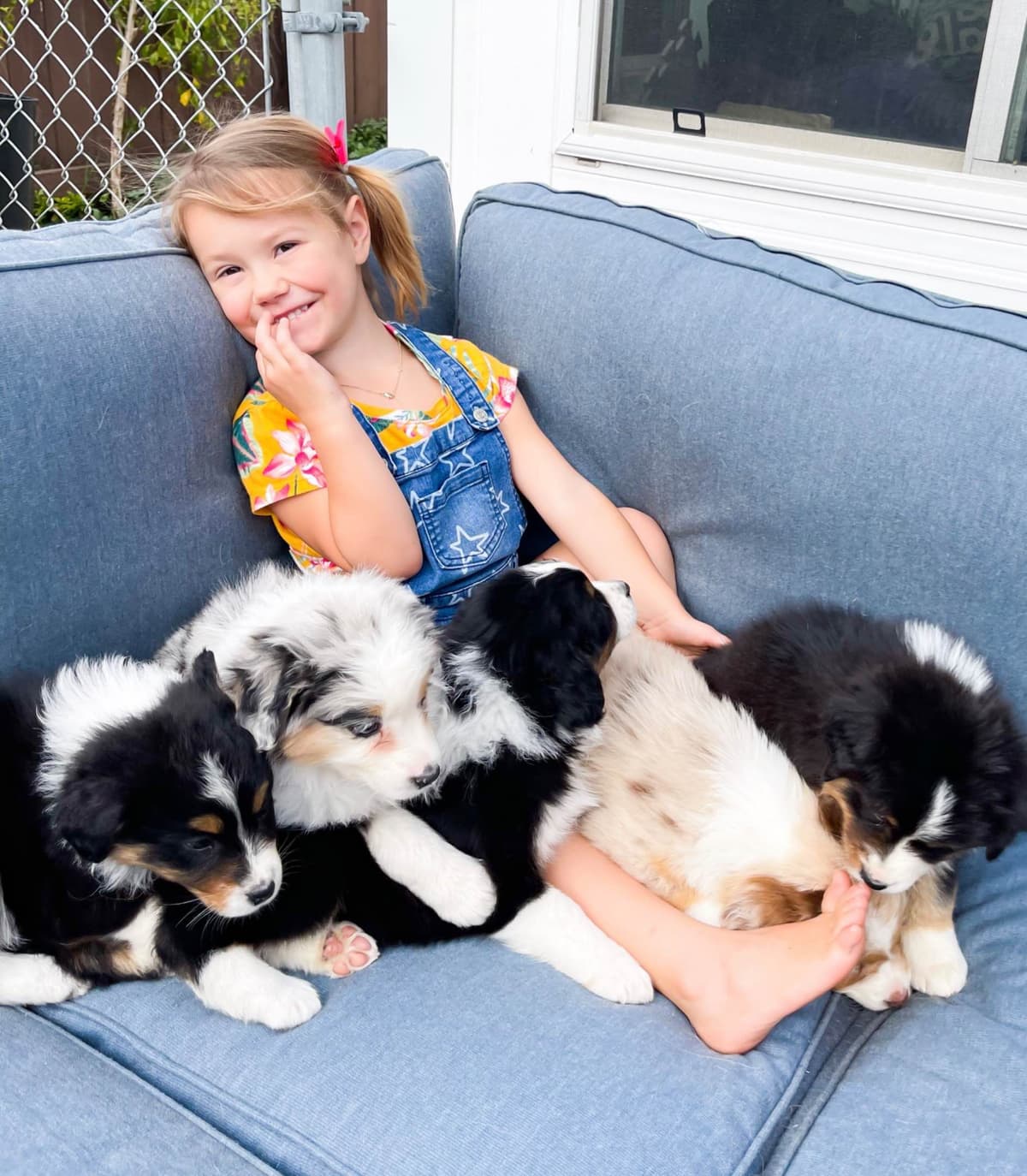 Australian Shepherd Puppies breeder image 9