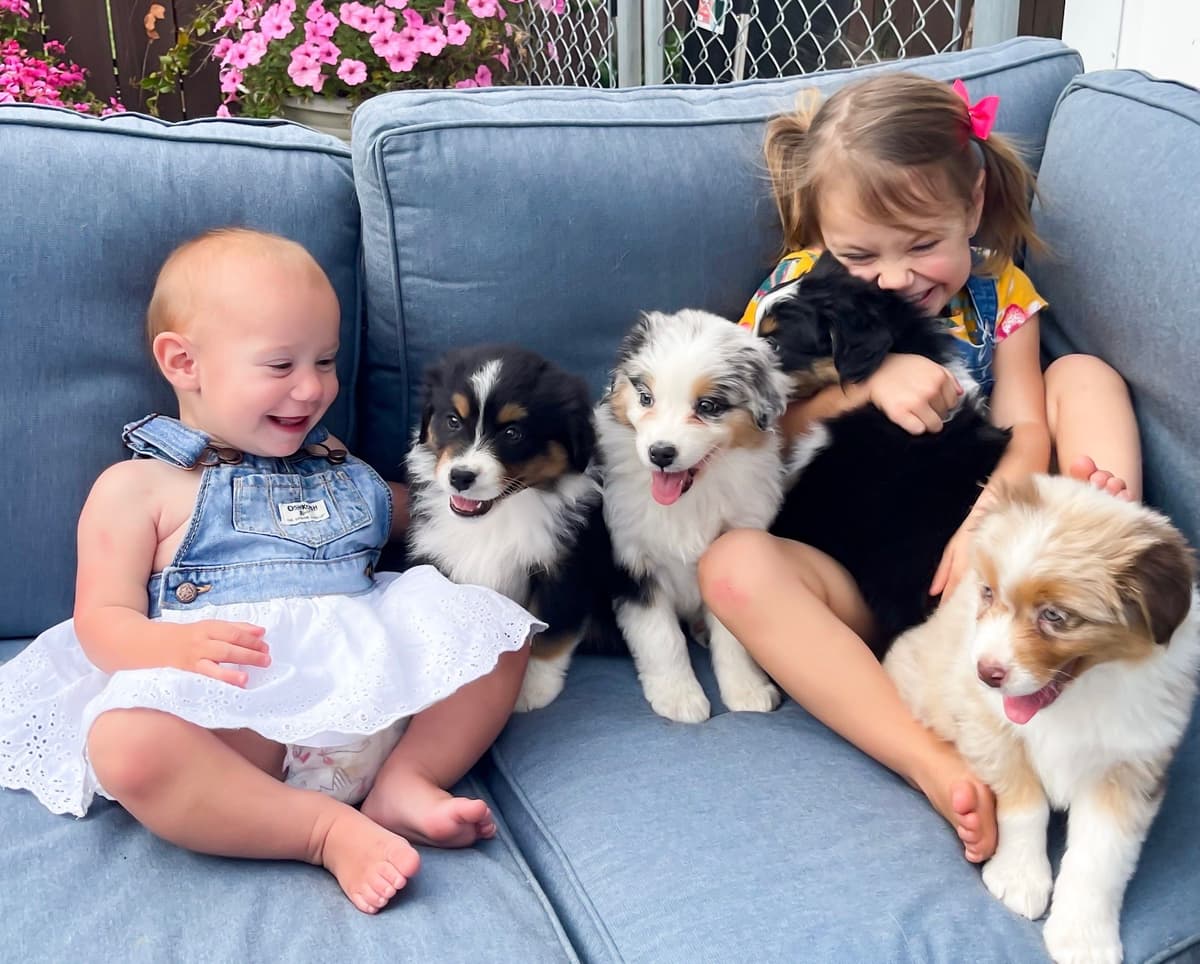 Australian Shepherd Puppies breeder image 10