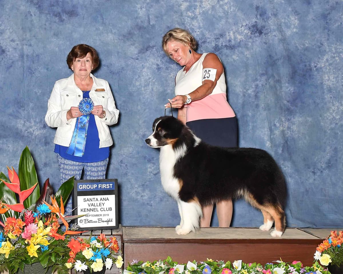 Australian Shepherd Puppies breeder image 11