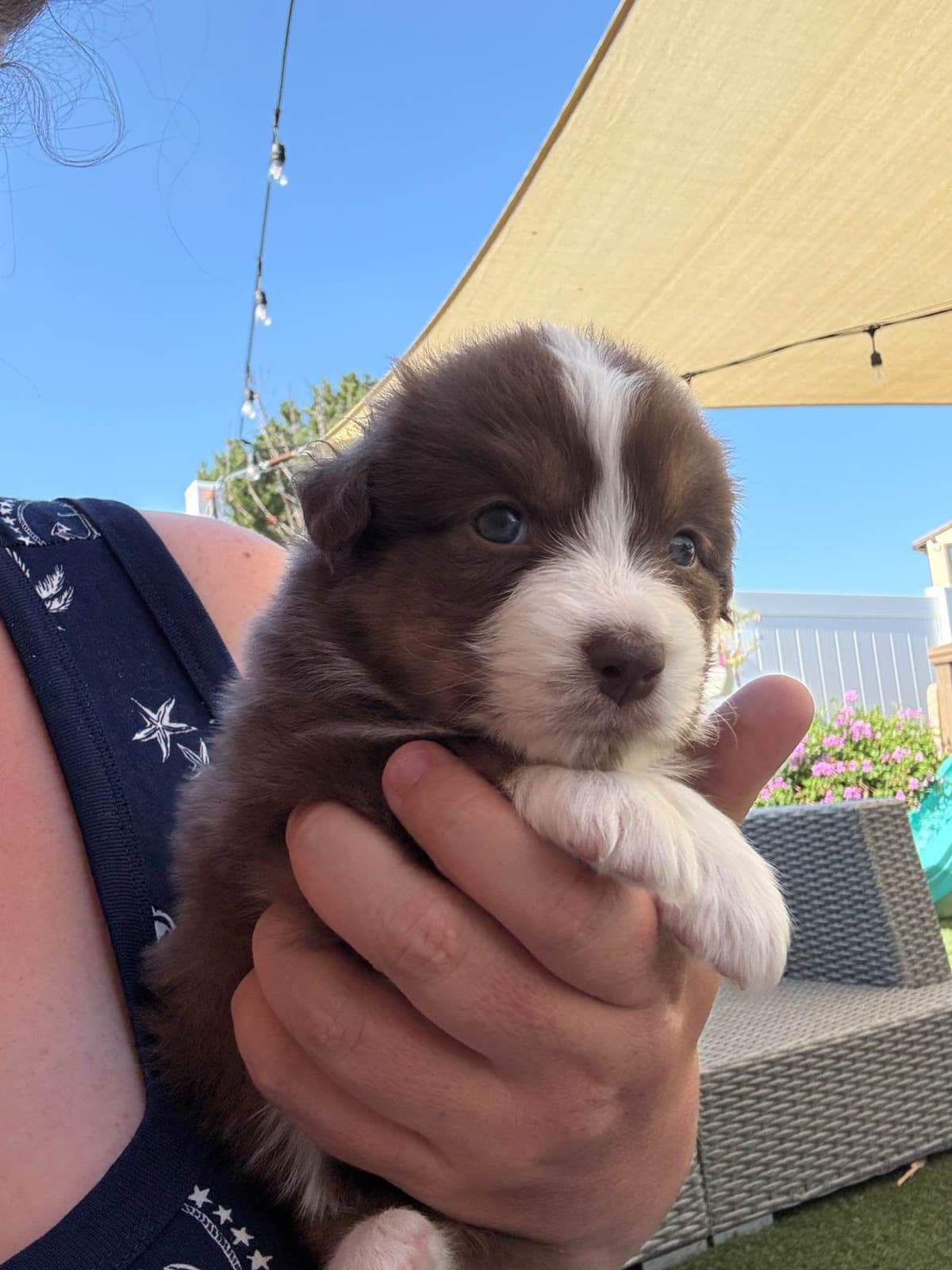 Australian Shepherd Puppies breeder image 13