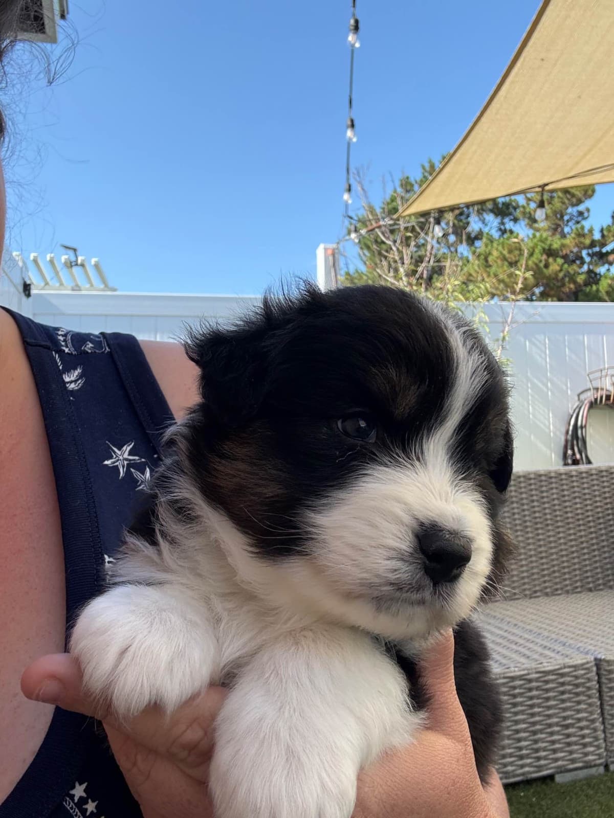 Australian Shepherd Puppies breeder image 12