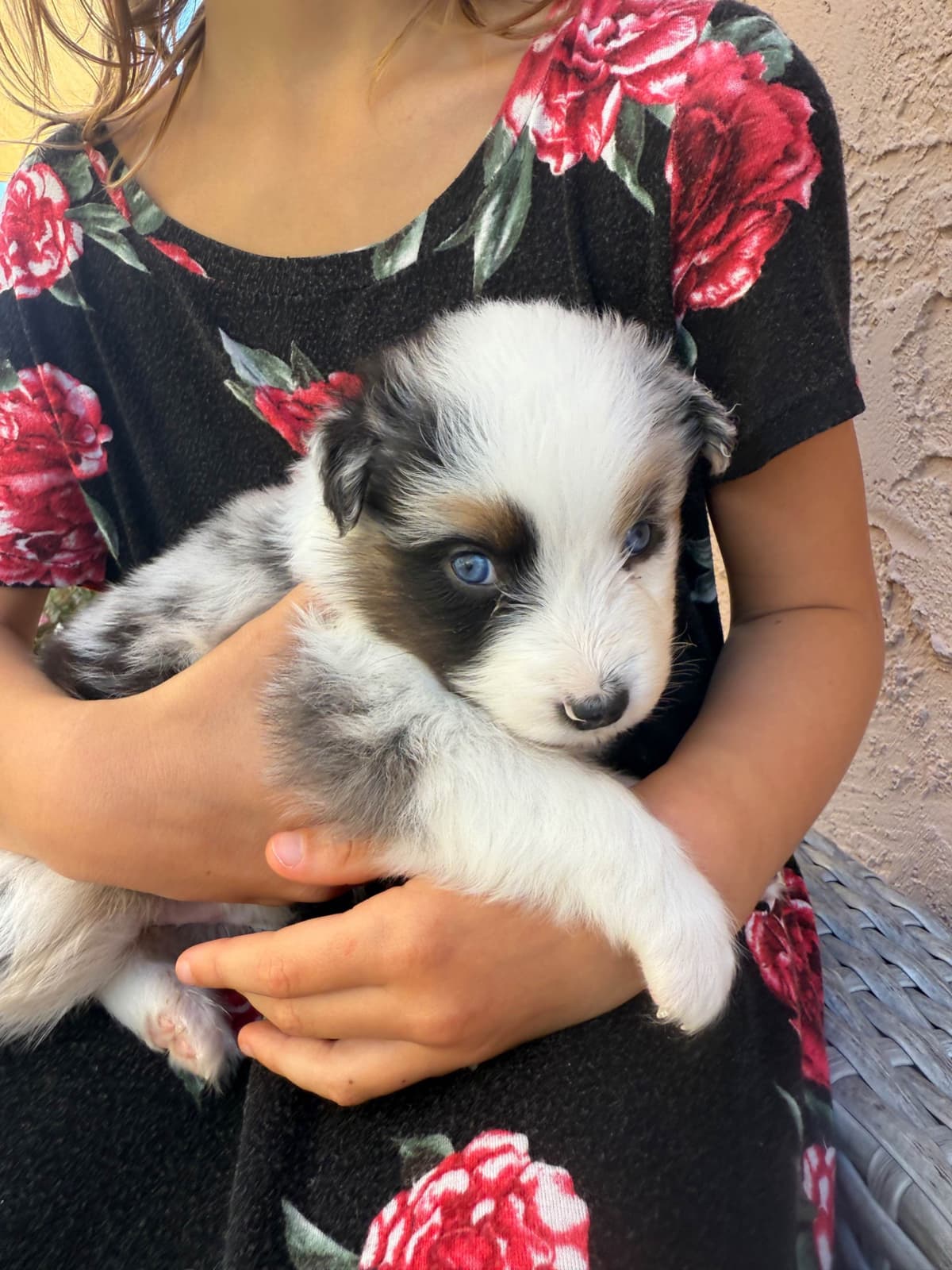 Australian Shepherd Puppies breeder image 14