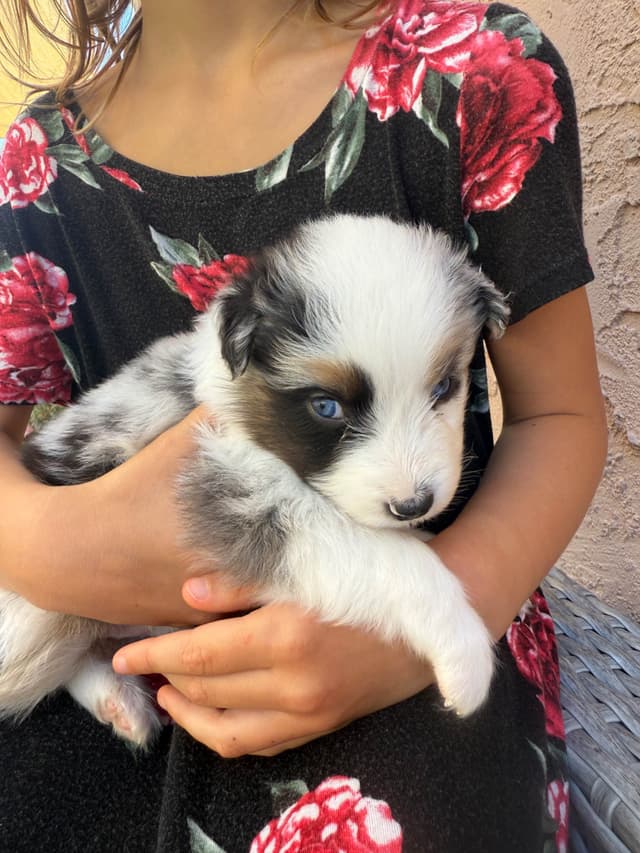 Australian Shepherd Puppies media 2