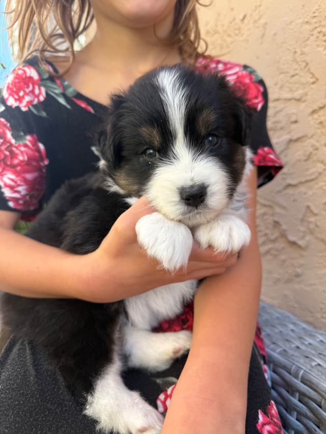 Australian Shepherd Puppies media 3