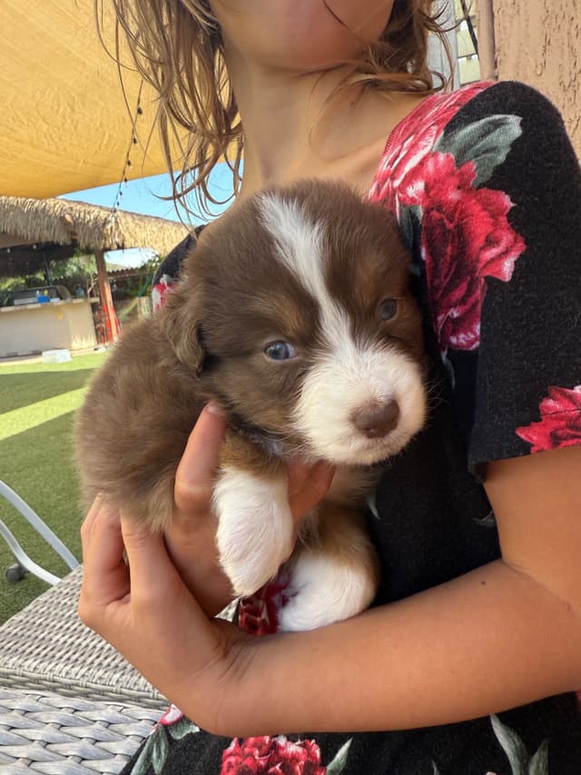 Australian Shepherd Puppies media 4
