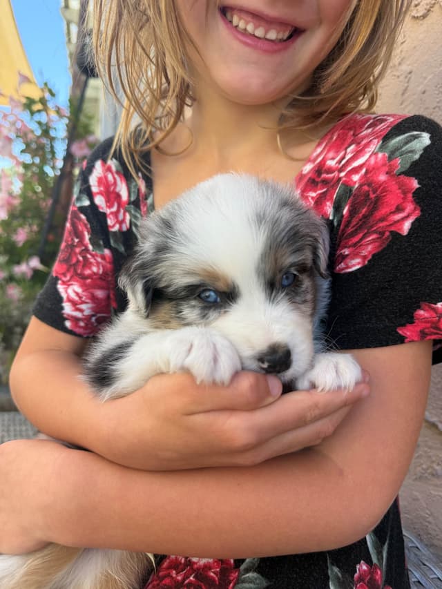 Australian Shepherd Puppies media 5