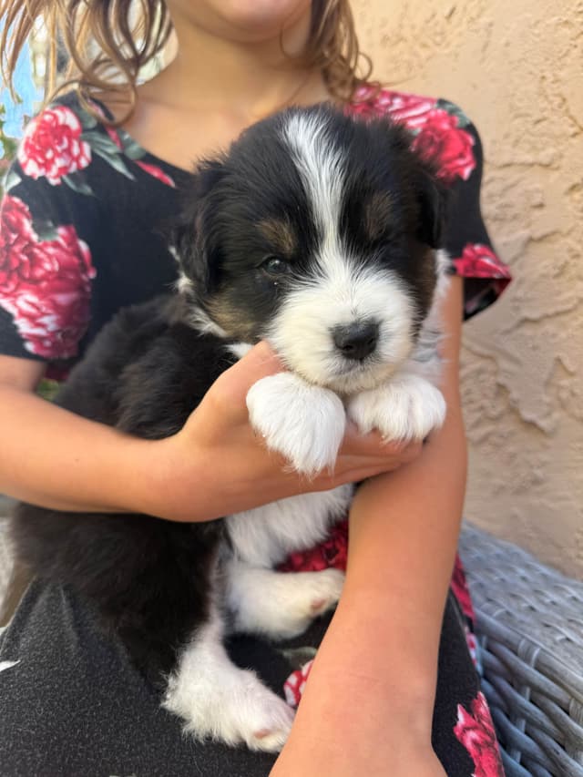 Australian Shepherd Puppies media 6