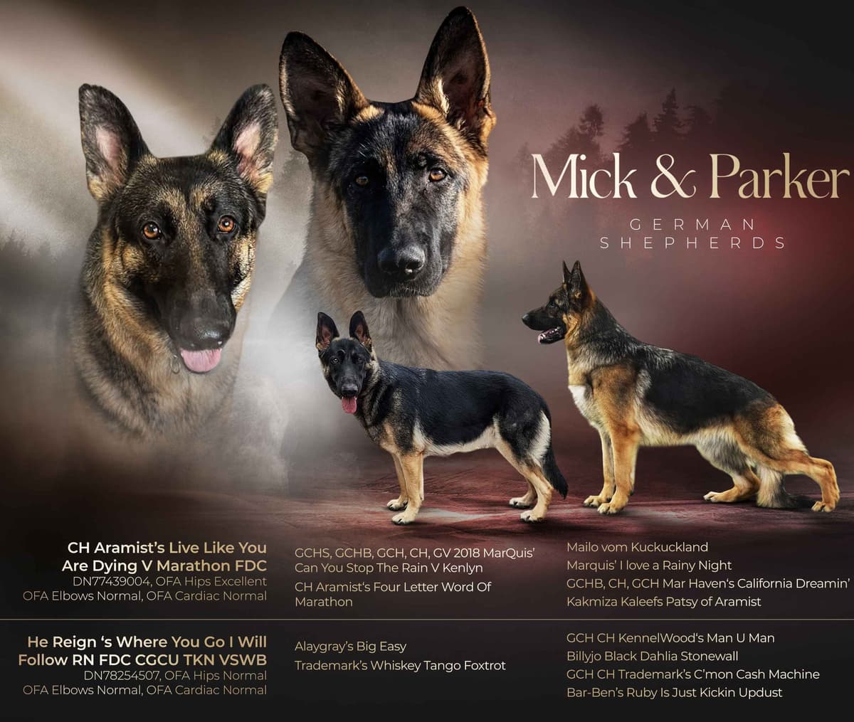 German Shepherd Dog Puppies breeder image 1
