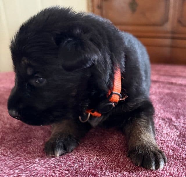 German Shepherd Dog Puppies breeder image 3
