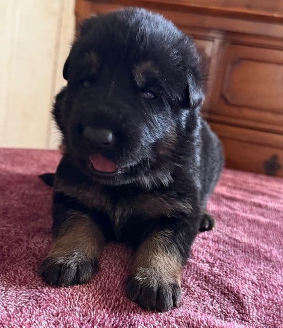 German Shepherd Dog Puppies breeder image 4