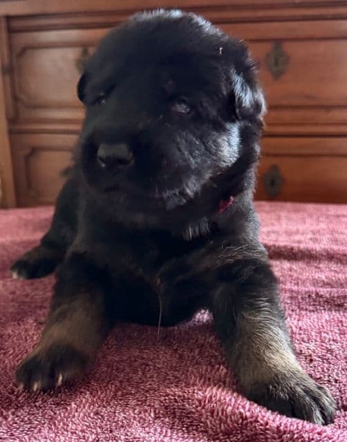 German Shepherd Dog Puppies breeder image 5