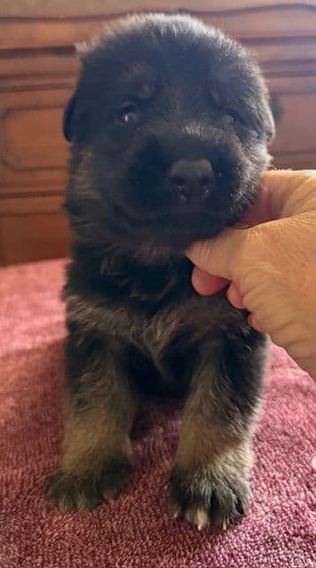 German Shepherd Dog Puppies breeder image 6
