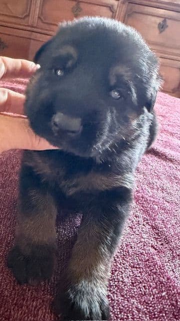 German Shepherd Dog Puppies breeder image 7