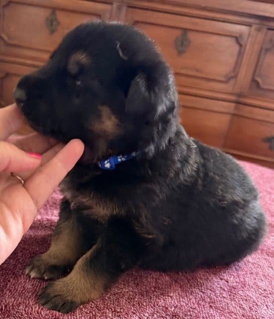 German Shepherd Dog Puppies breeder image 9