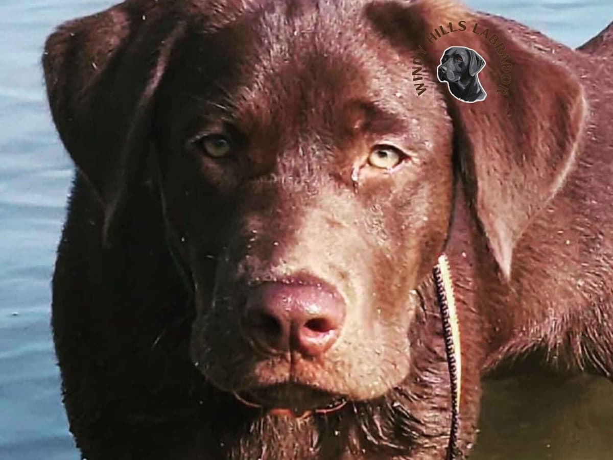Labrador Retriever Puppies breeder image 3