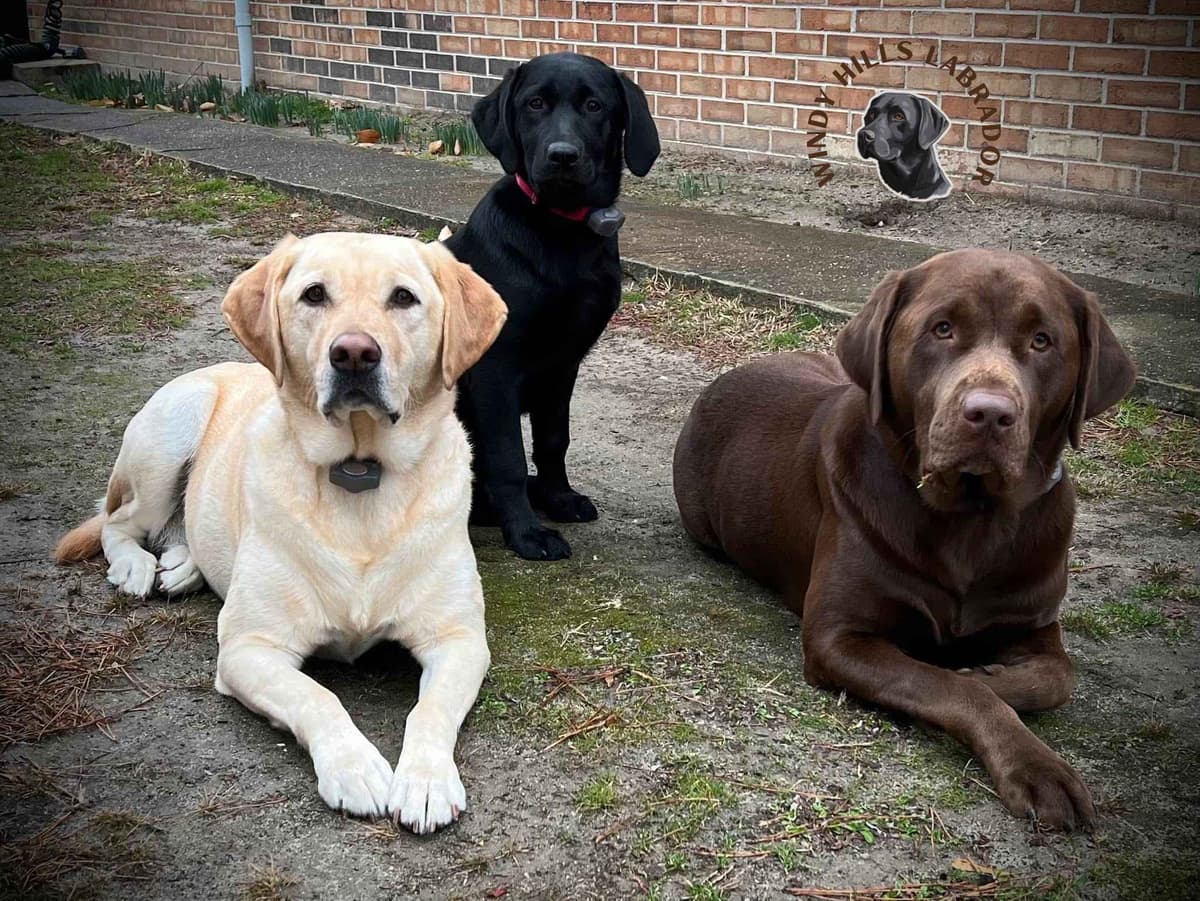 Labrador Retriever Puppies breeder image 6
