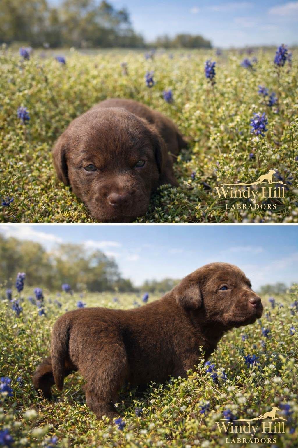 Labrador Retriever Puppies breeder image 8