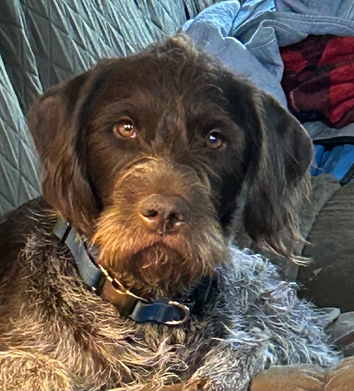 Sooner Wirehaired Pointing Griffons-Sherie Jones breeder image 1